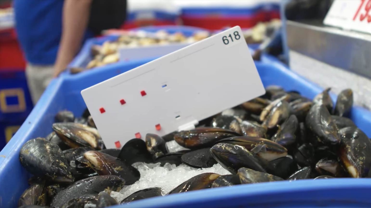 Fresh mussels on ice in blue crates with a paper lot tag at Sydney Fish Market